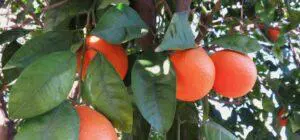 closeup shot of oranges on the tree