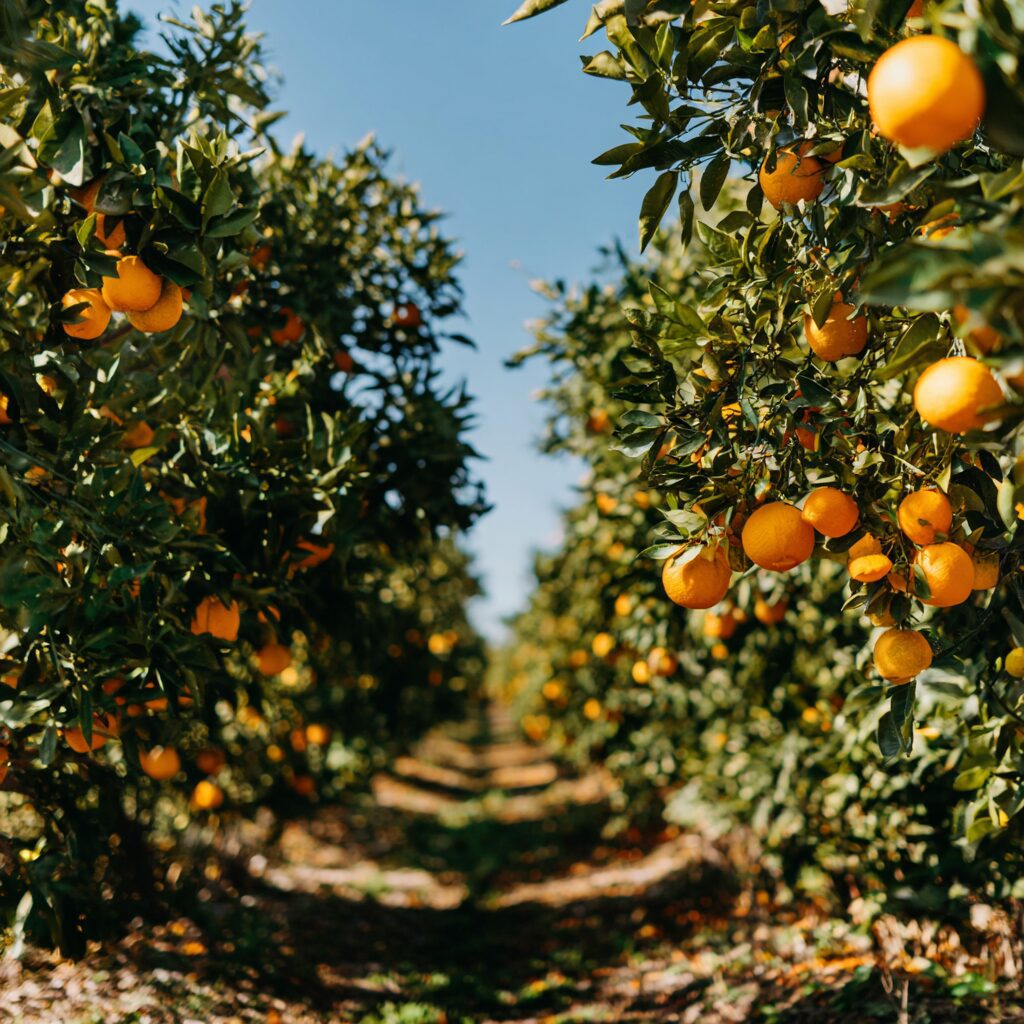 orange grove