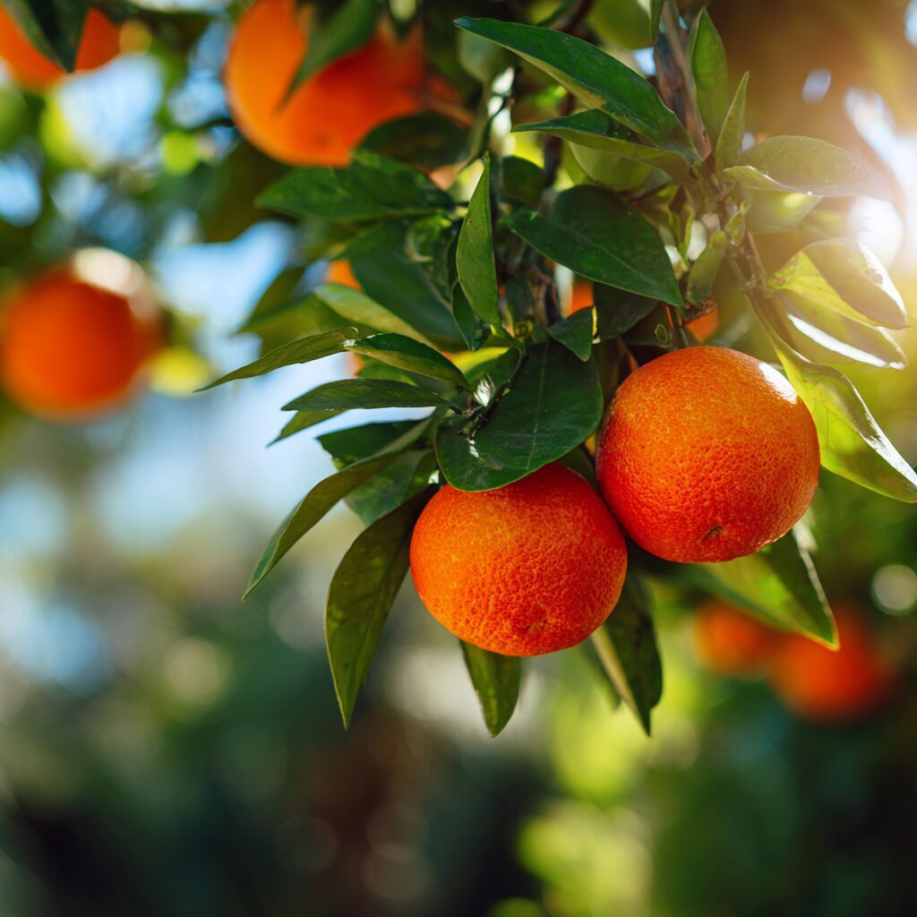 orange grove