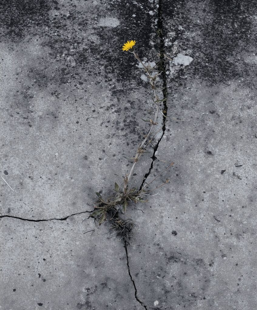 asphalt tack and flower