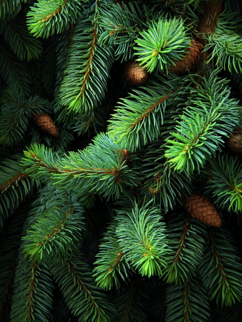 pine needles