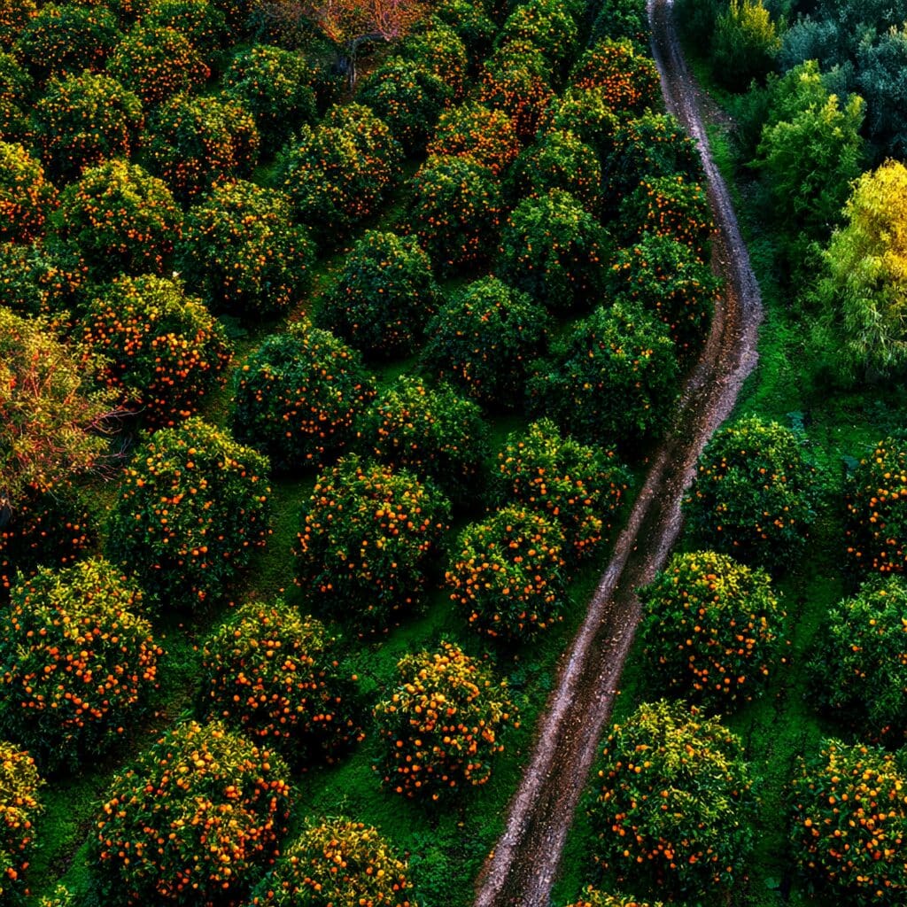 orange grove overhead
